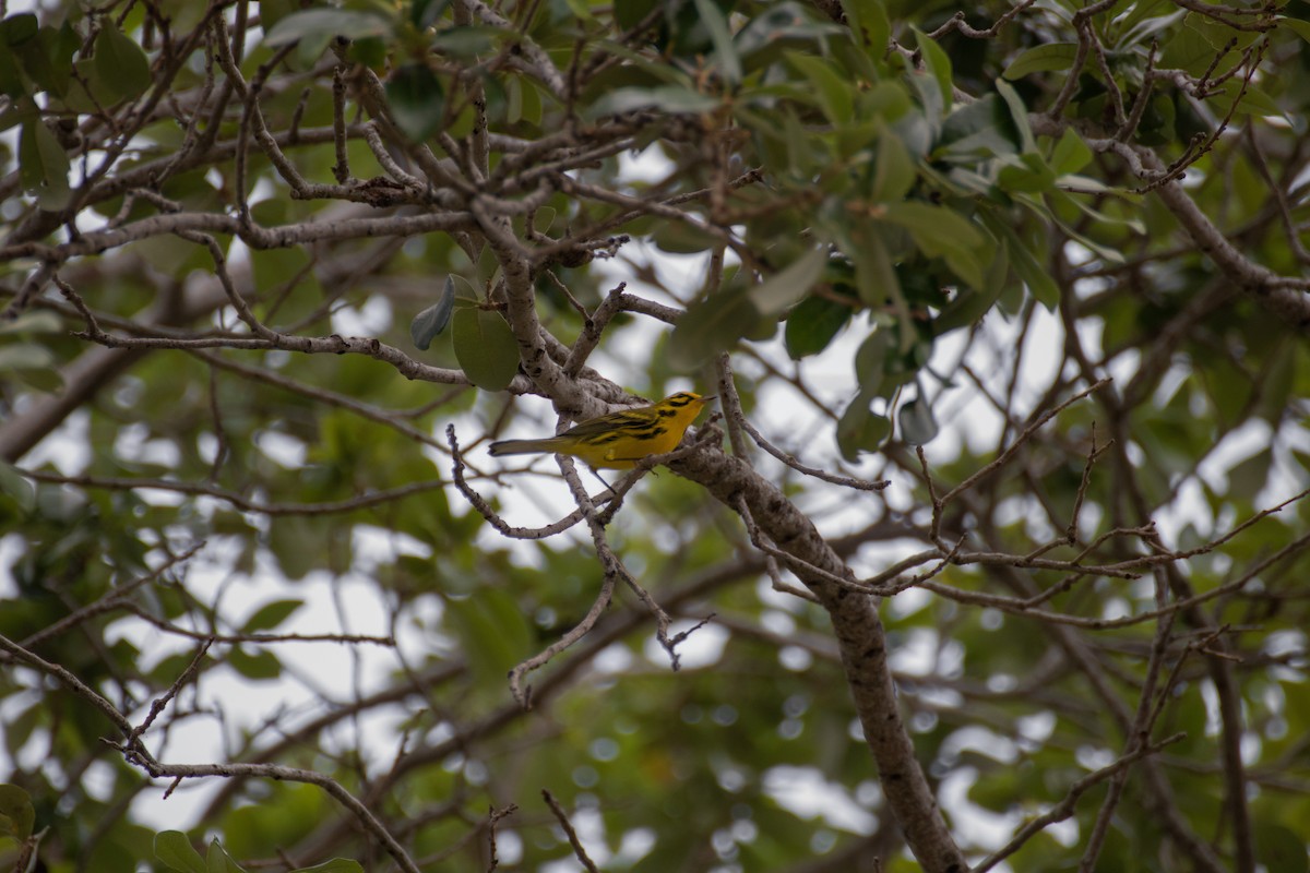 Prairie Warbler - ML431196481