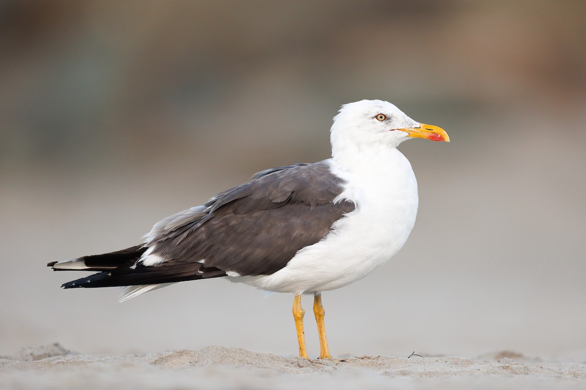 Lesser Black-backed Gull - ML431196491