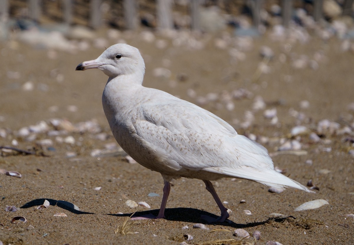 Glaucous Gull - ML431196601