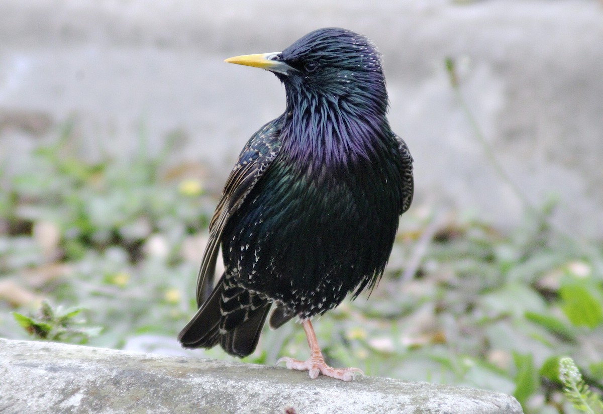 European Starling - ML431197191