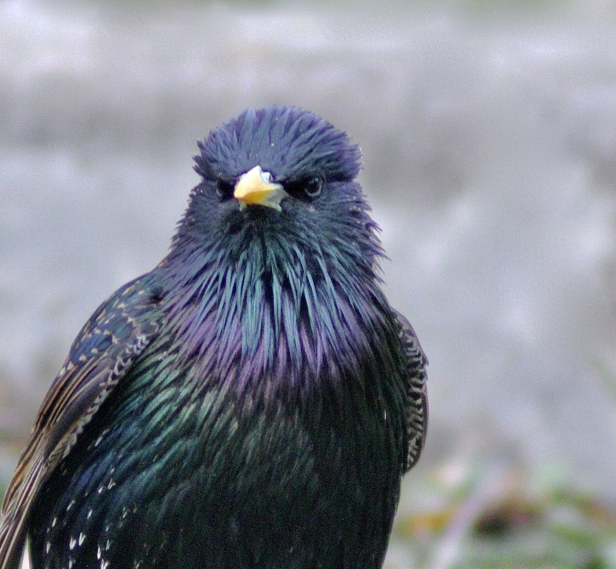 European Starling - ML431197211