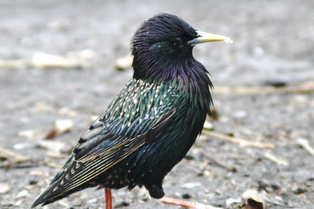 European Starling - ML431197251