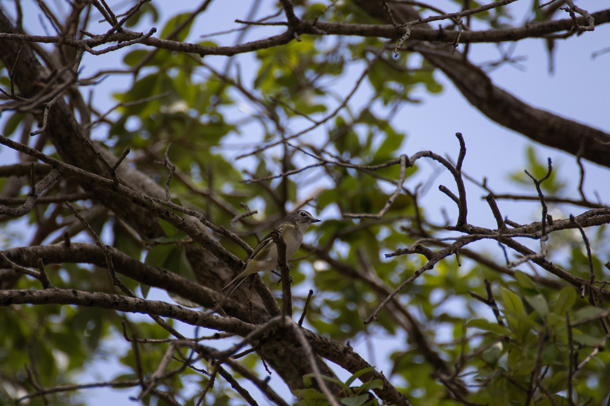 Blue-headed Vireo - ML431197301