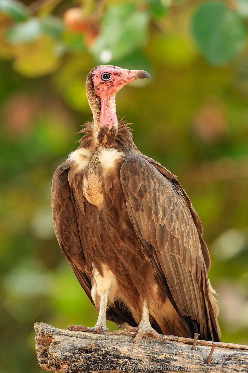 Hooded Vulture - José Ardaiz Ganuza