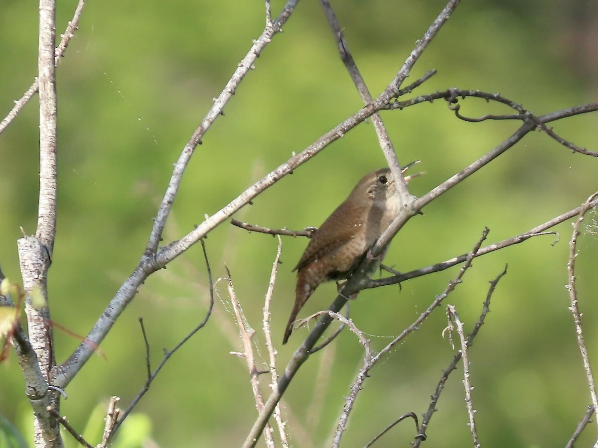 House Wren - Marjorie Watson