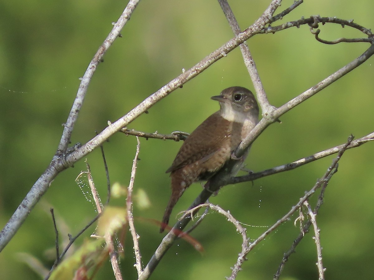 House Wren - ML431198631