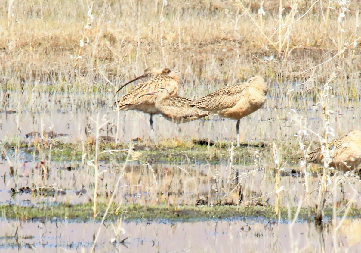 Whimbrel - ML431199871