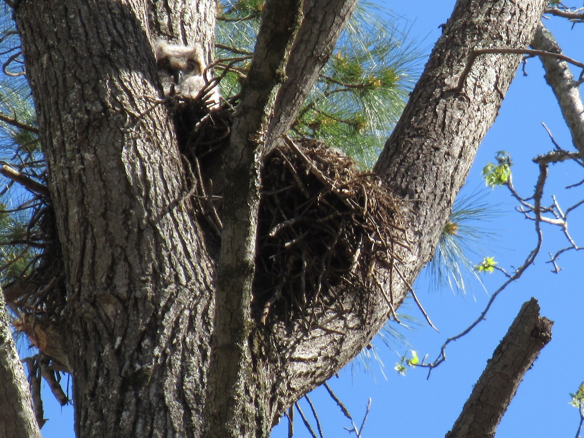 Great Horned Owl - ML431200301