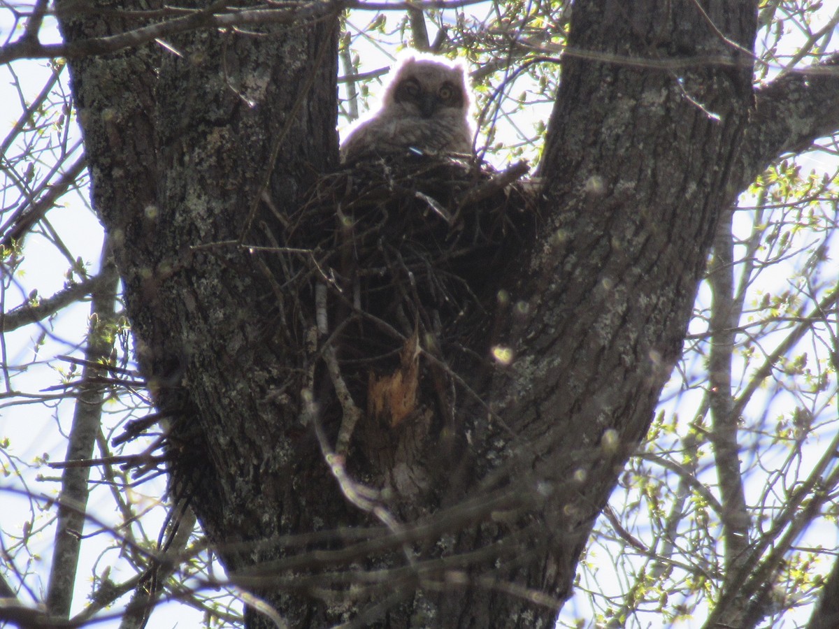 Great Horned Owl - ML431200311