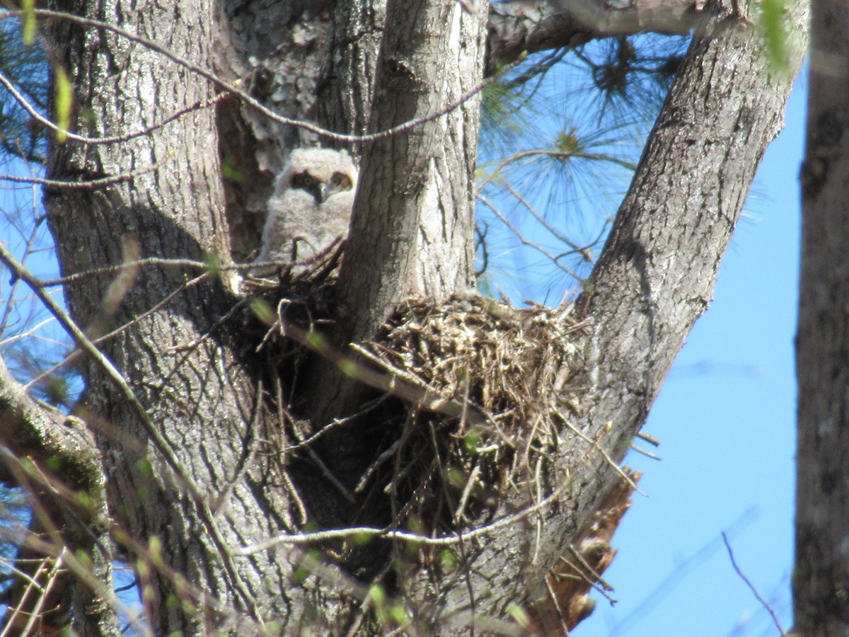 Great Horned Owl - ML431200781