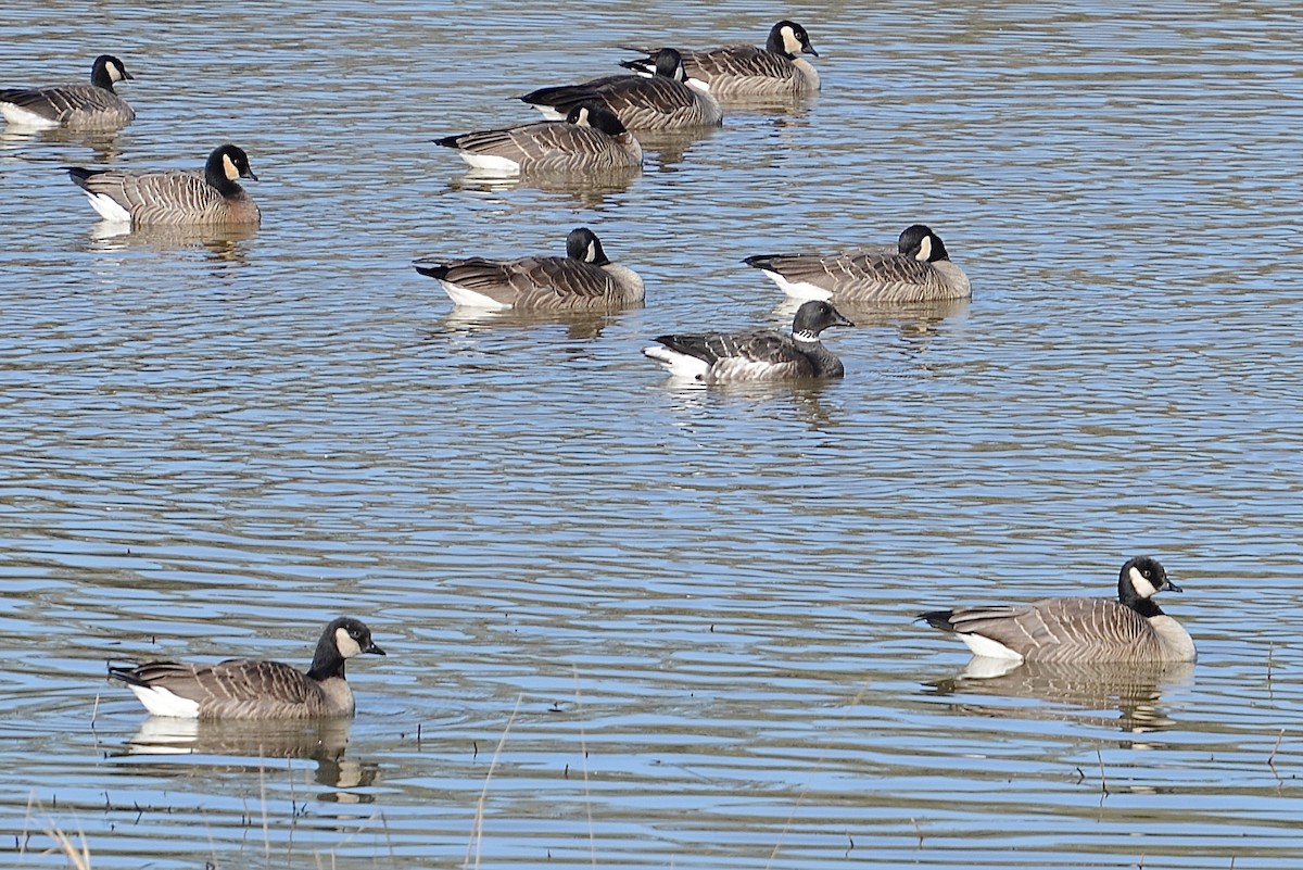 Brant - ML431201391