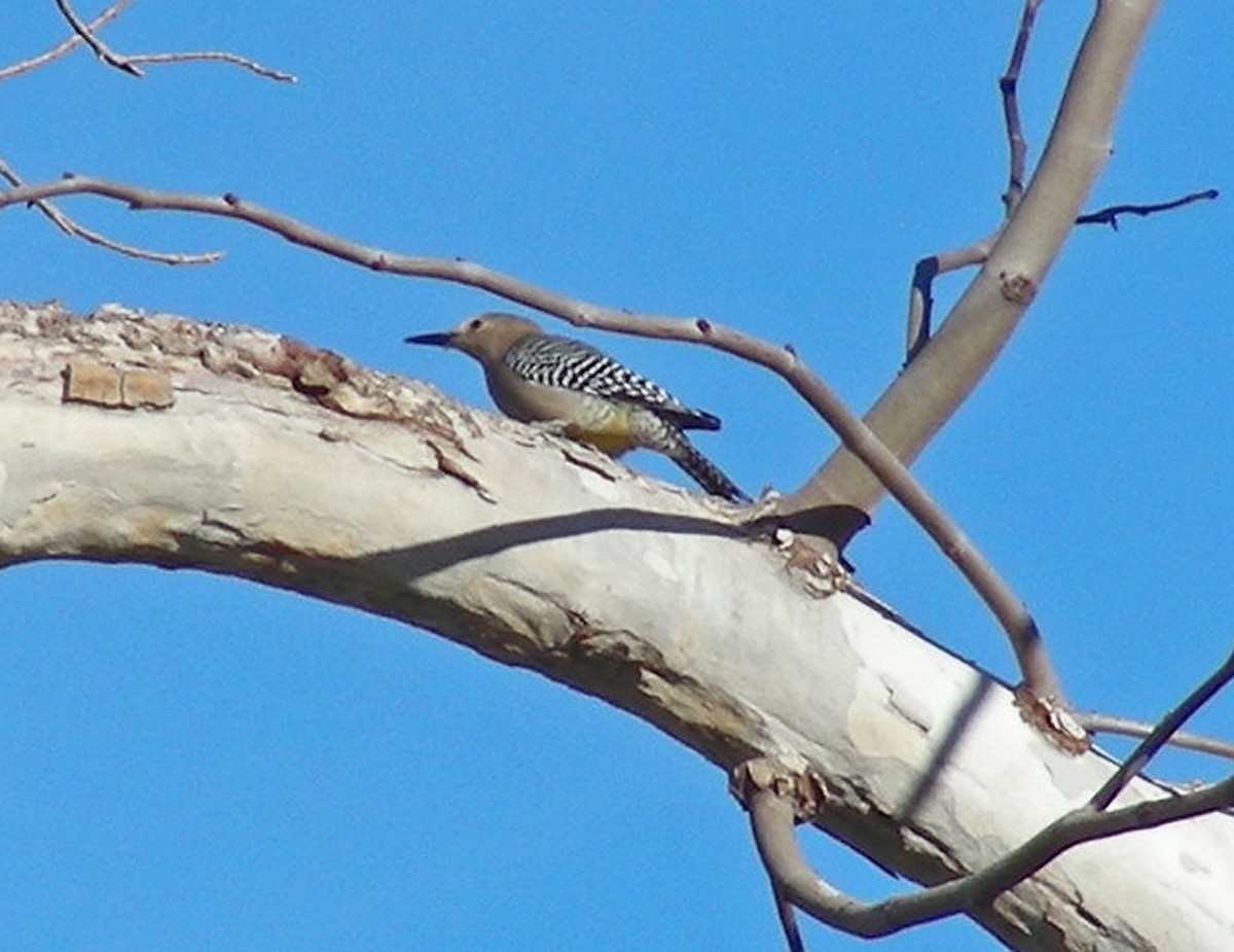 Gila Woodpecker - ML43120151