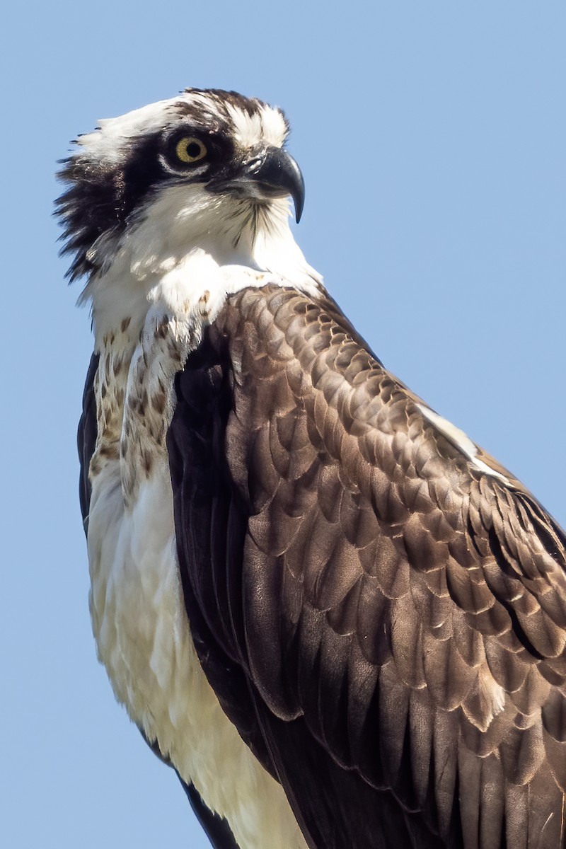 Osprey - Steven Lasley