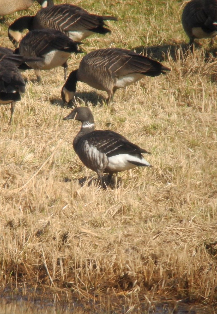 Brant - ML431202291