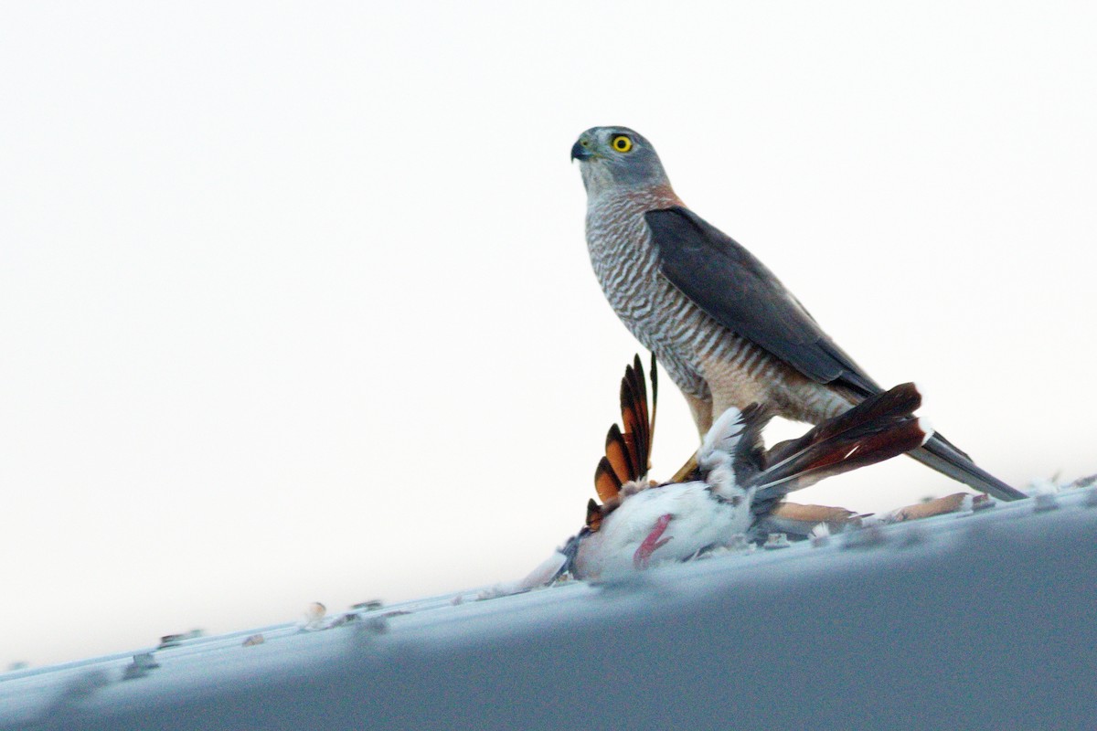 Collared Sparrowhawk - ML431202431