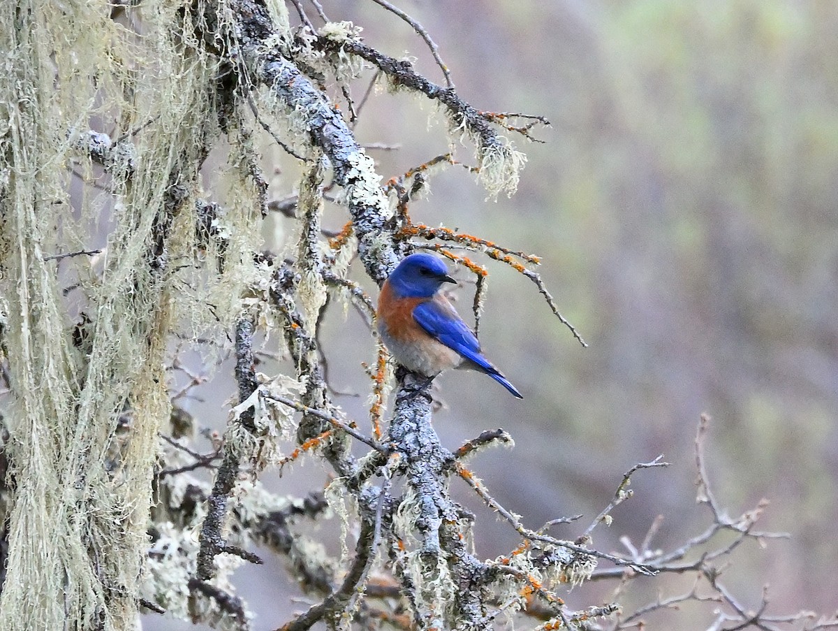 Western Bluebird - Linda Schwegman