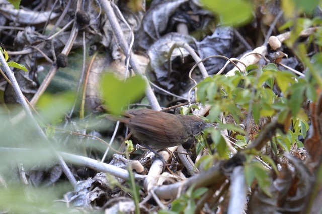 Bold-striped Tit-Babbler - ML43120371