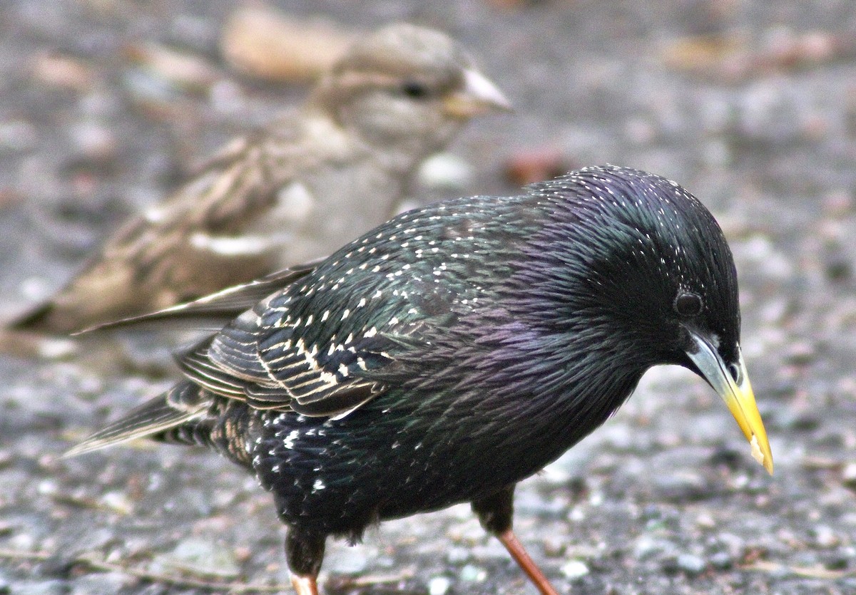 European Starling - ML431204121