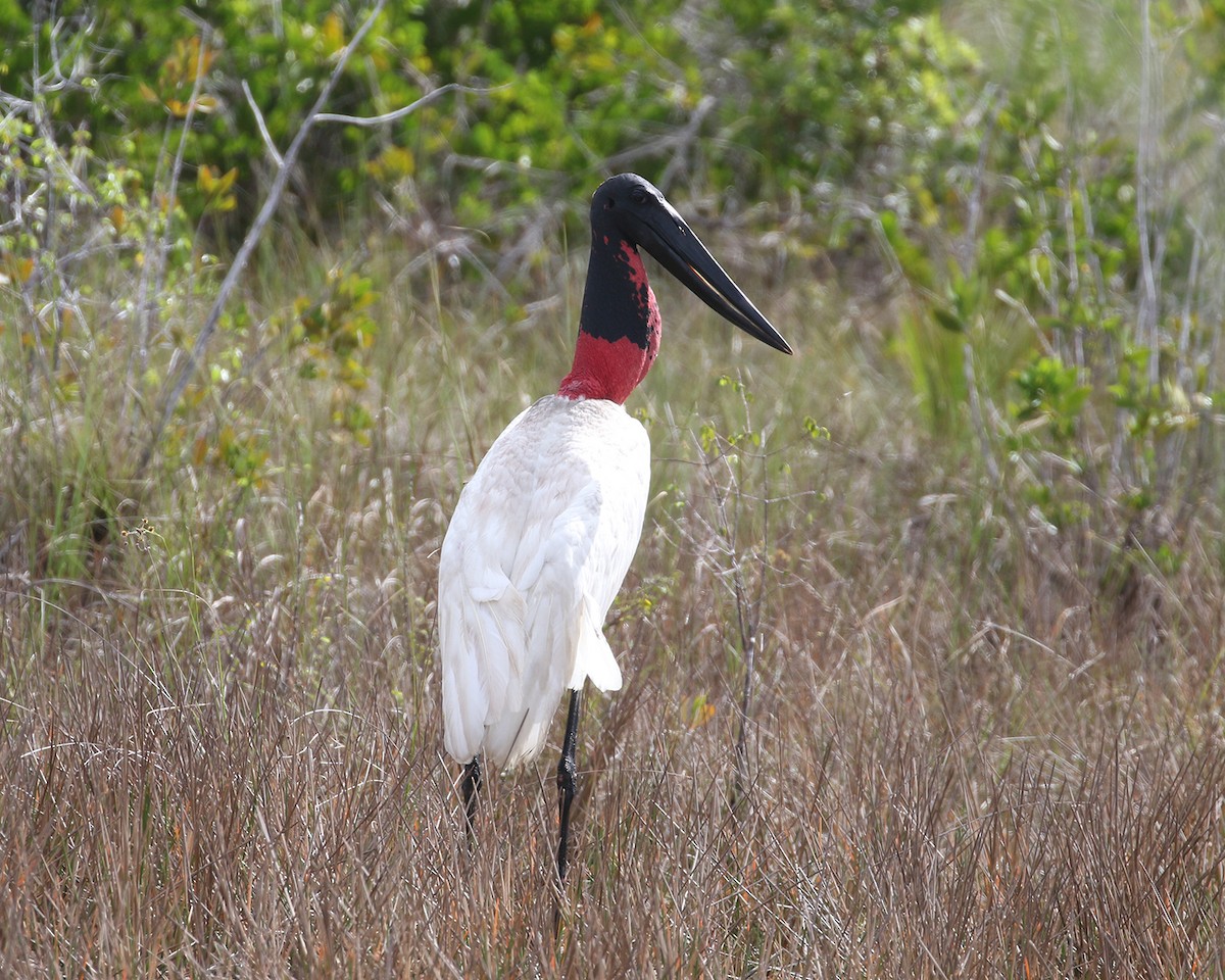 Jabiru - ML431204601