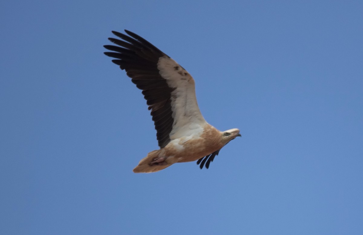 Egyptian Vulture - ML431205611