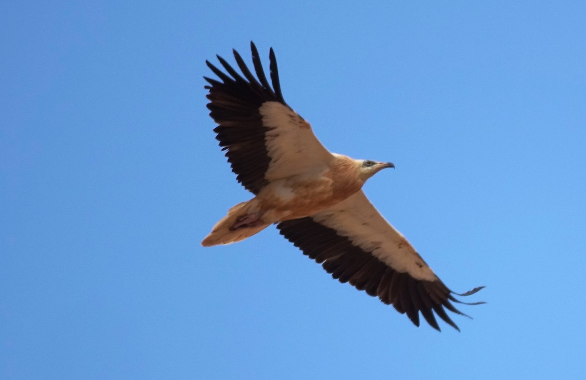 Egyptian Vulture - ML431205781