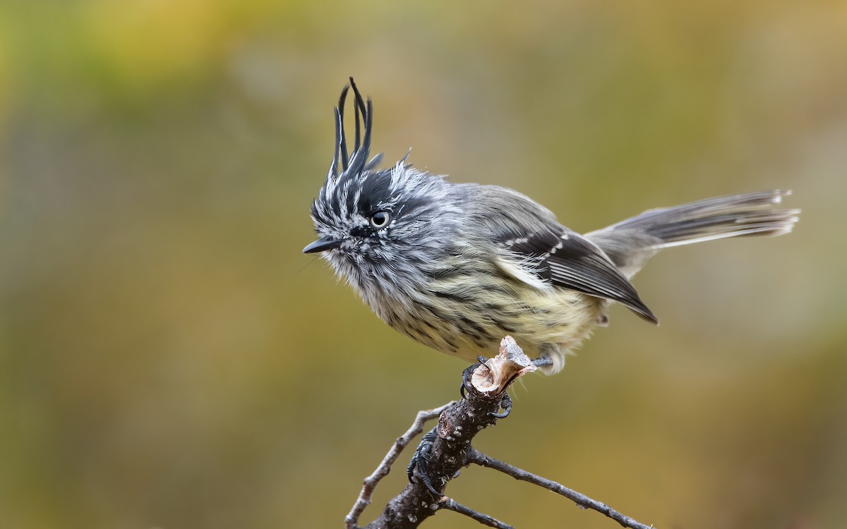 Tufted Tit-Tyrant - Mason Maron