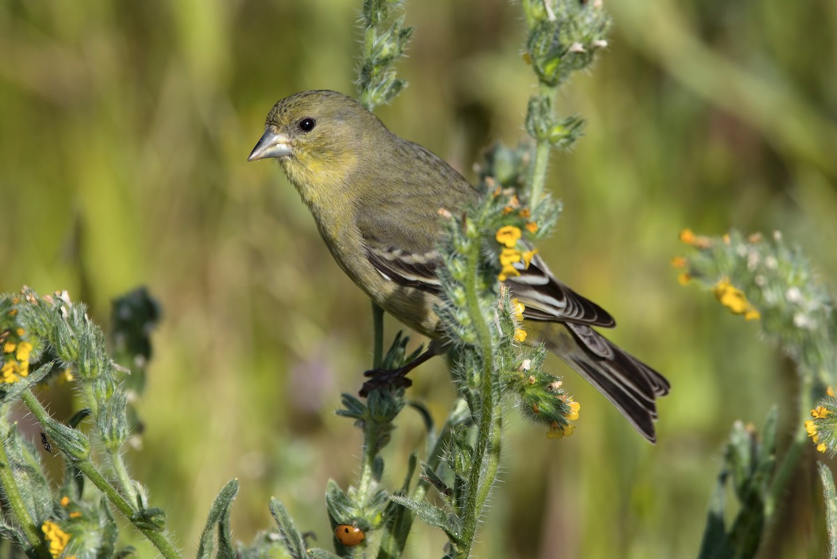 Lesser Goldfinch - Mike Guard