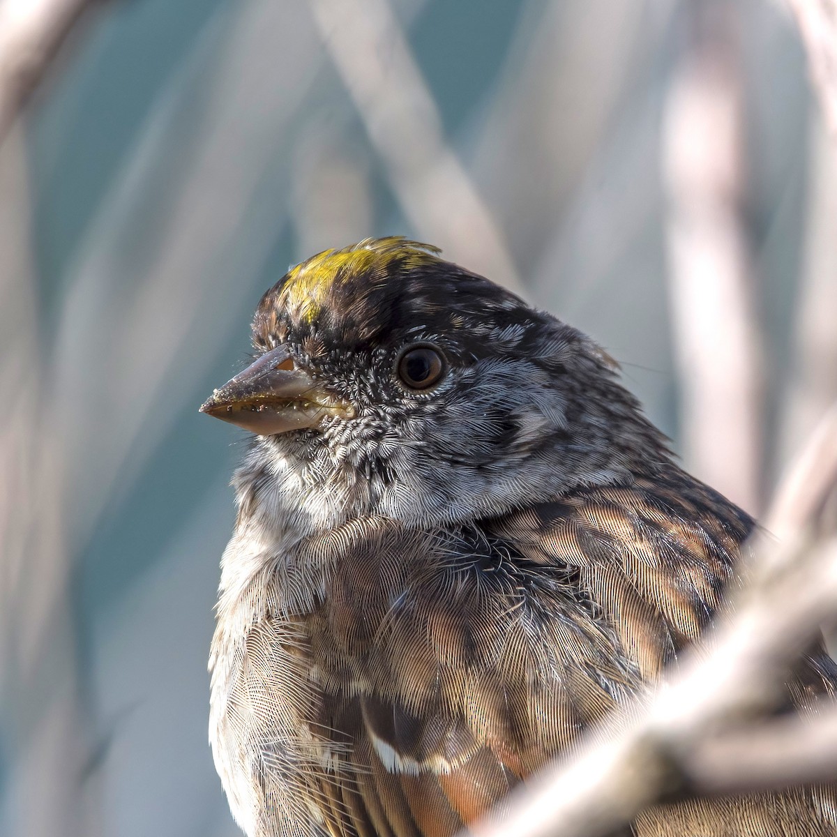Golden-crowned Sparrow - ML431208251
