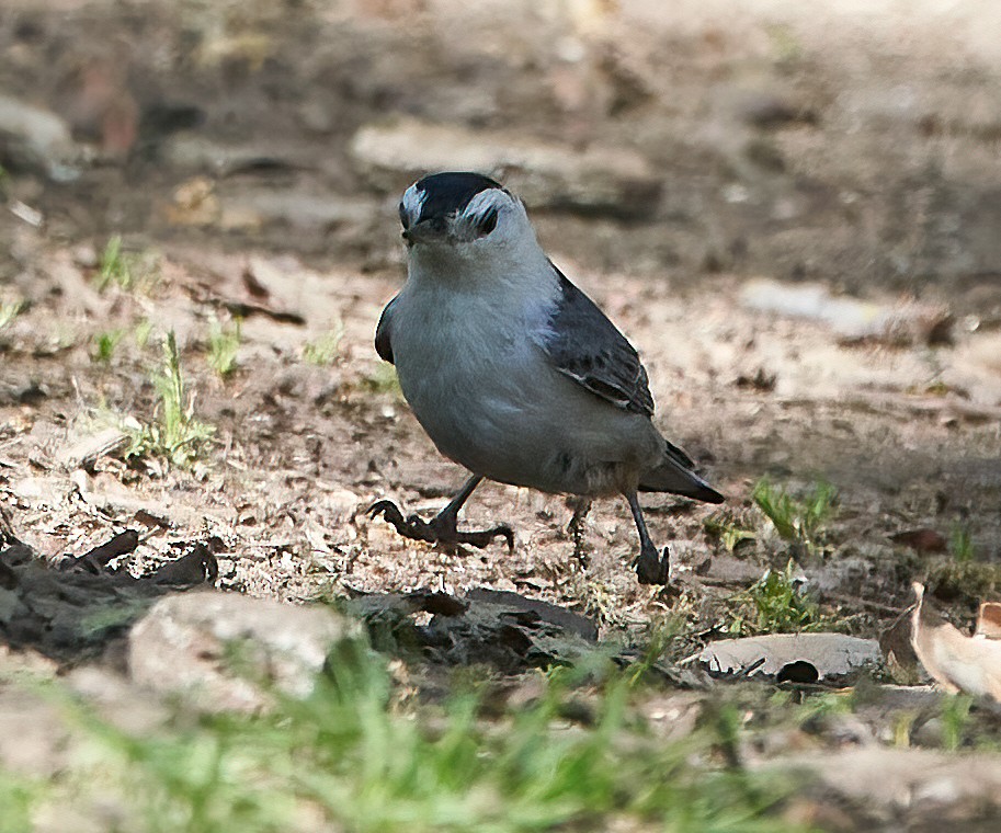 White-breasted Nuthatch - Brooke Miller