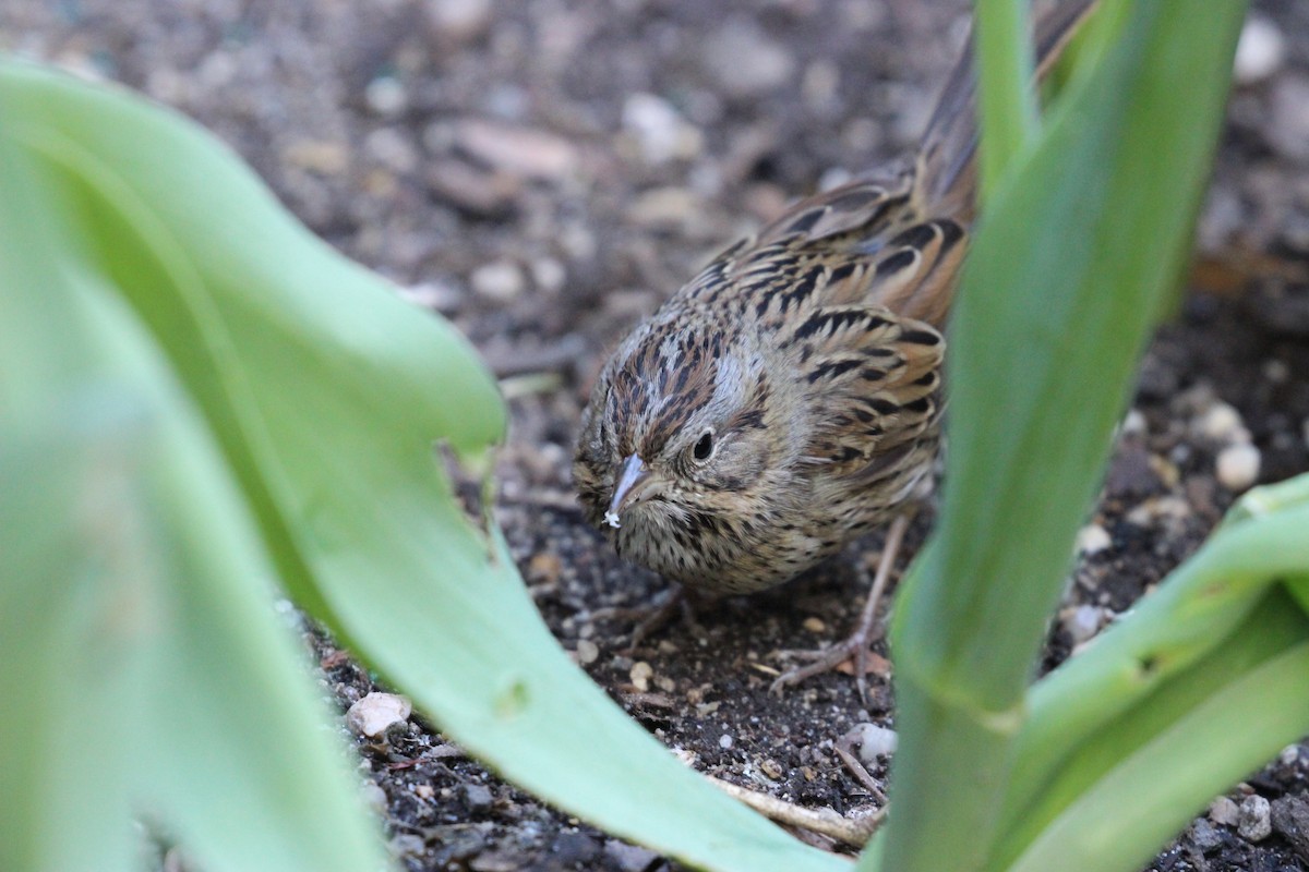 Lincoln's Sparrow - ML431209611