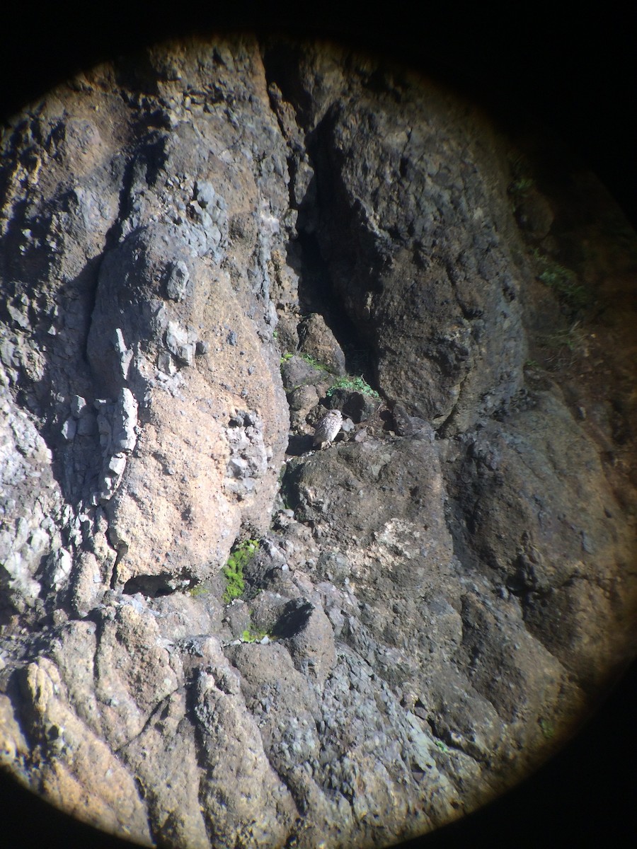 Burrowing Owl - ML431210131