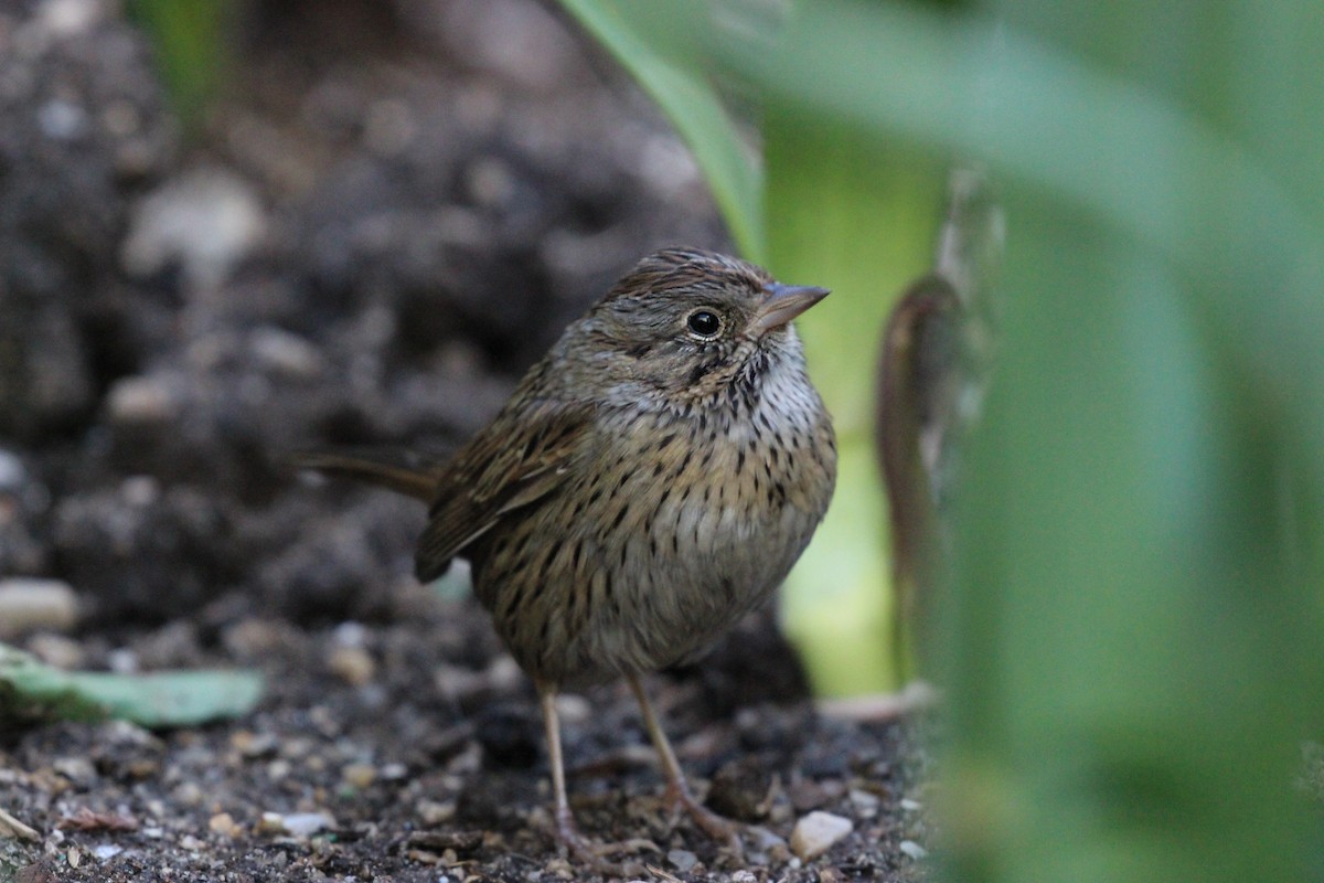 Lincoln's Sparrow - ML431210561