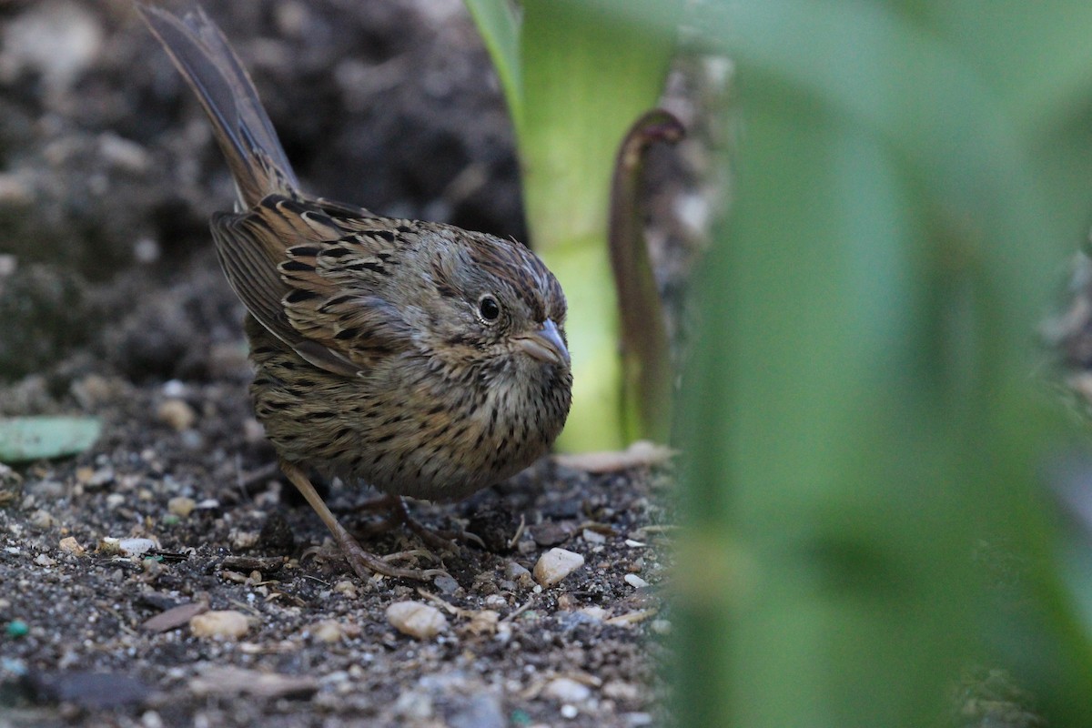 Lincoln's Sparrow - ML431210571