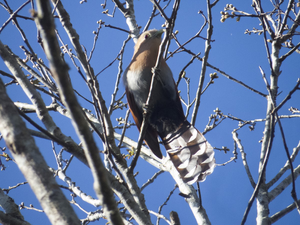 Squirrel Cuckoo (Middle America) - Gustavo Contreras Cuevas