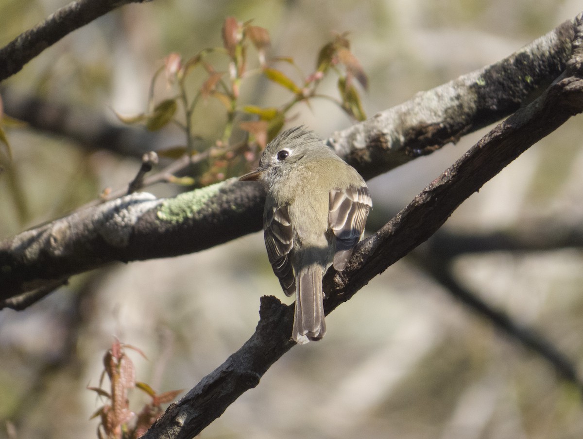 Least Flycatcher - ML431217031