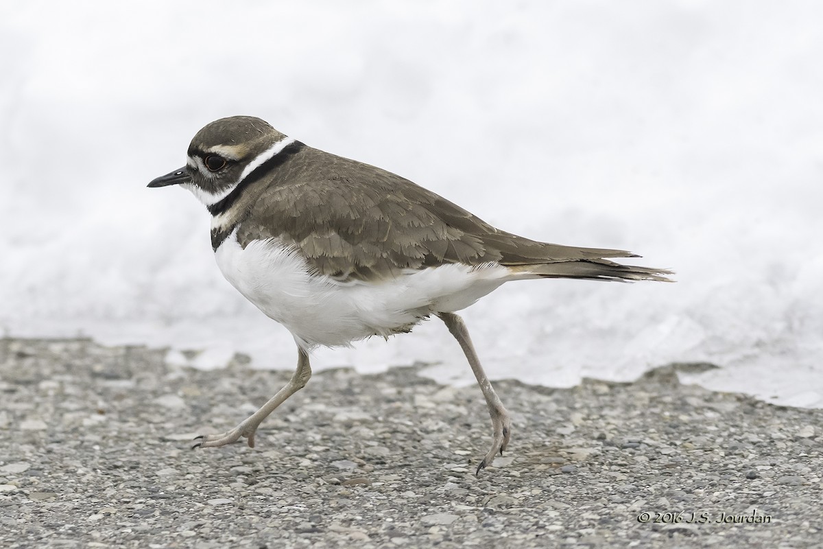 Killdeer - ML43121801