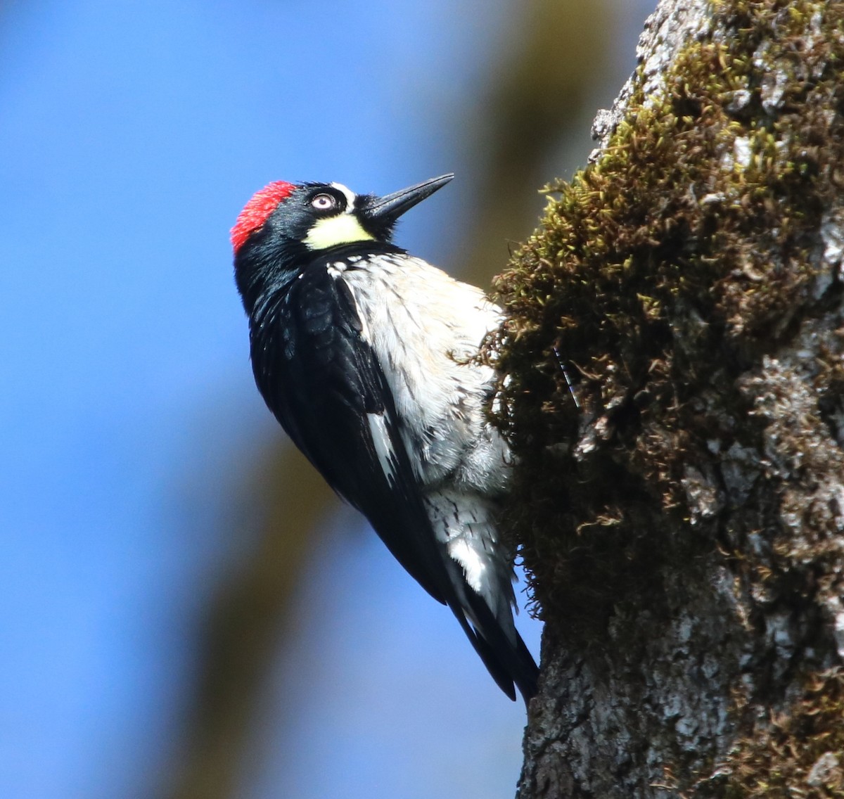 Acorn Woodpecker - Isaiah Nugent