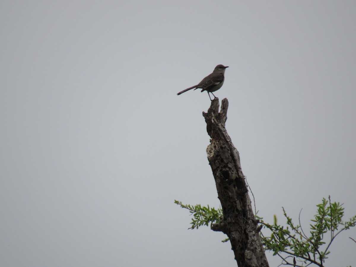 Northern Mockingbird - ML431220081