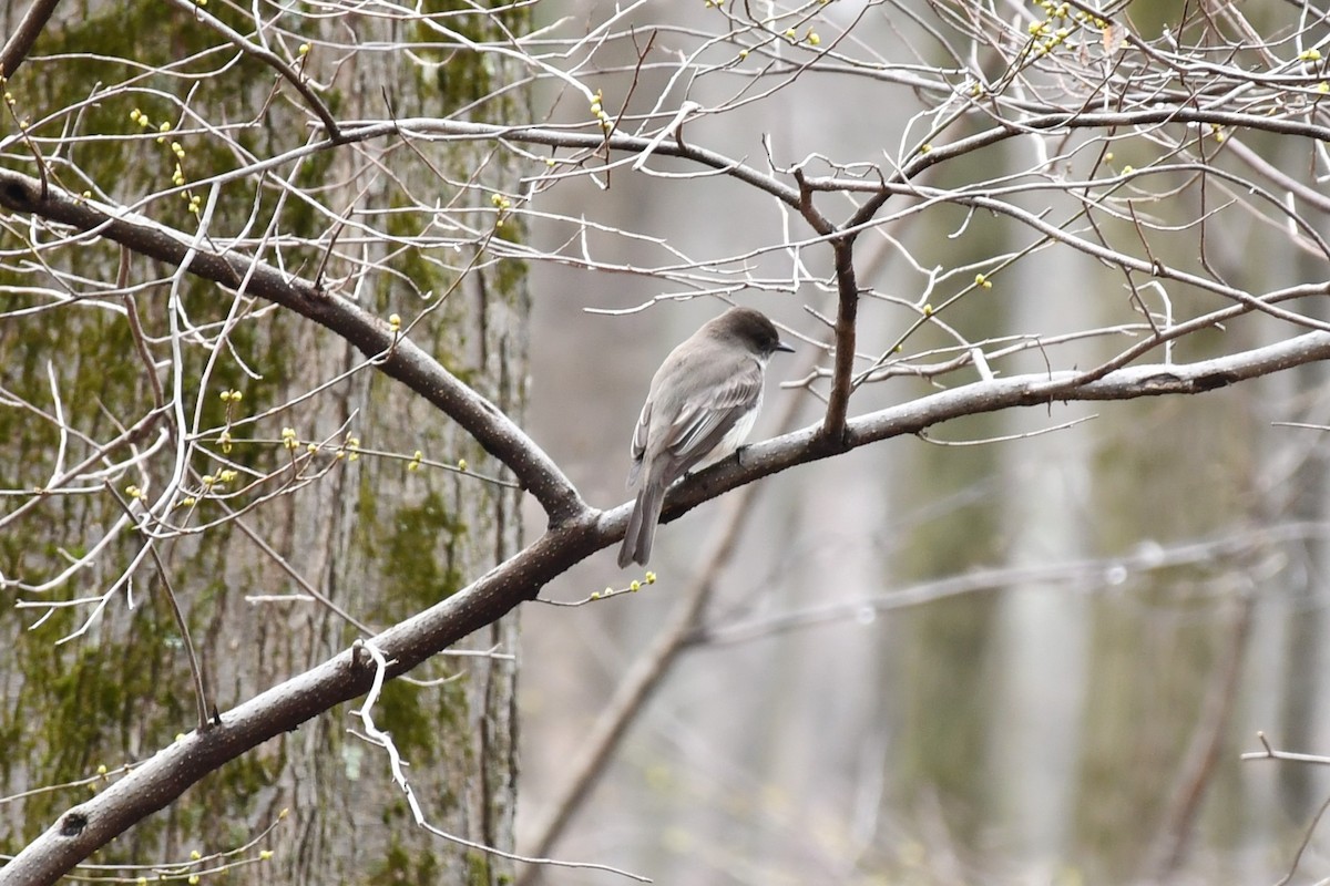 Weißbauch-Phoebetyrann - ML431220521