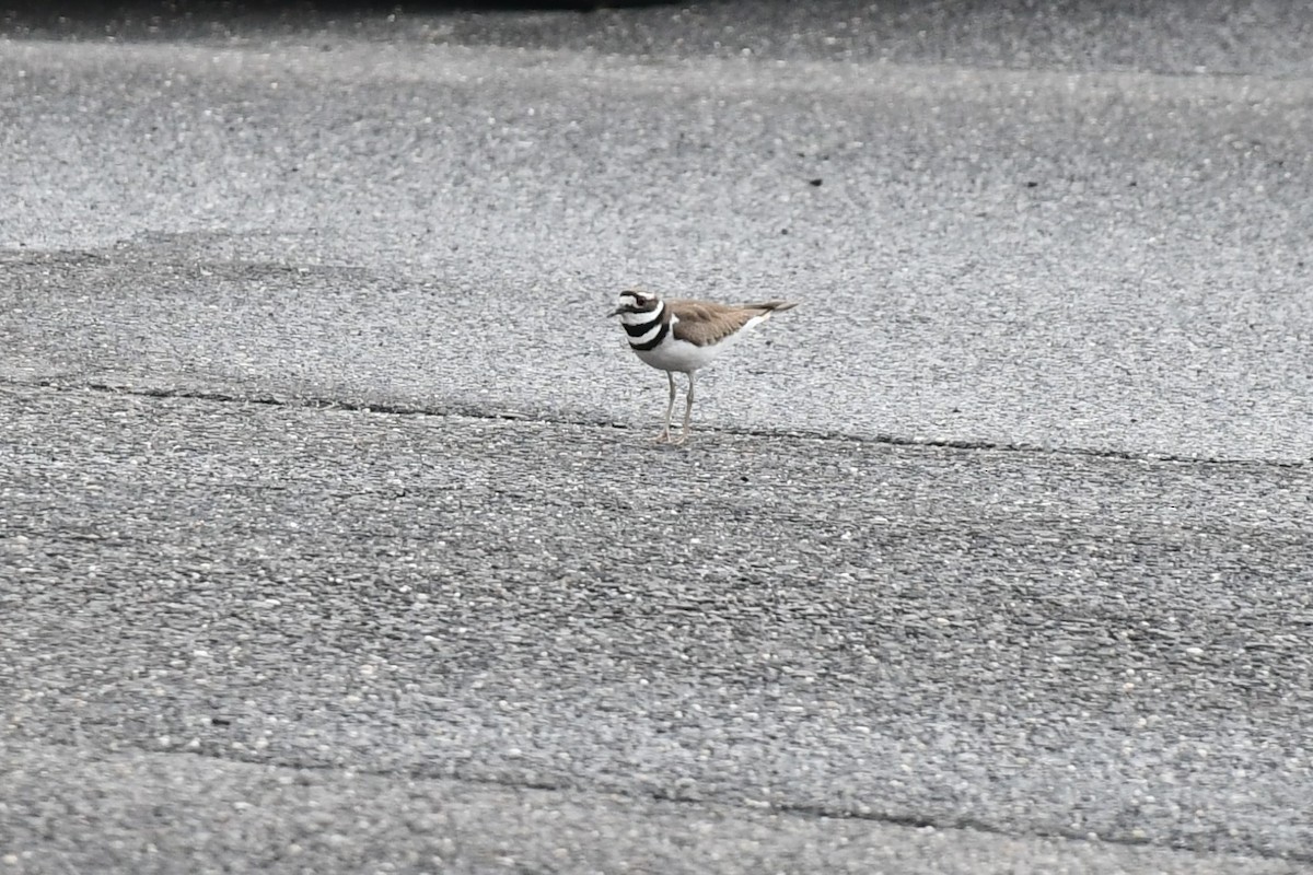 Killdeer - ML431220961