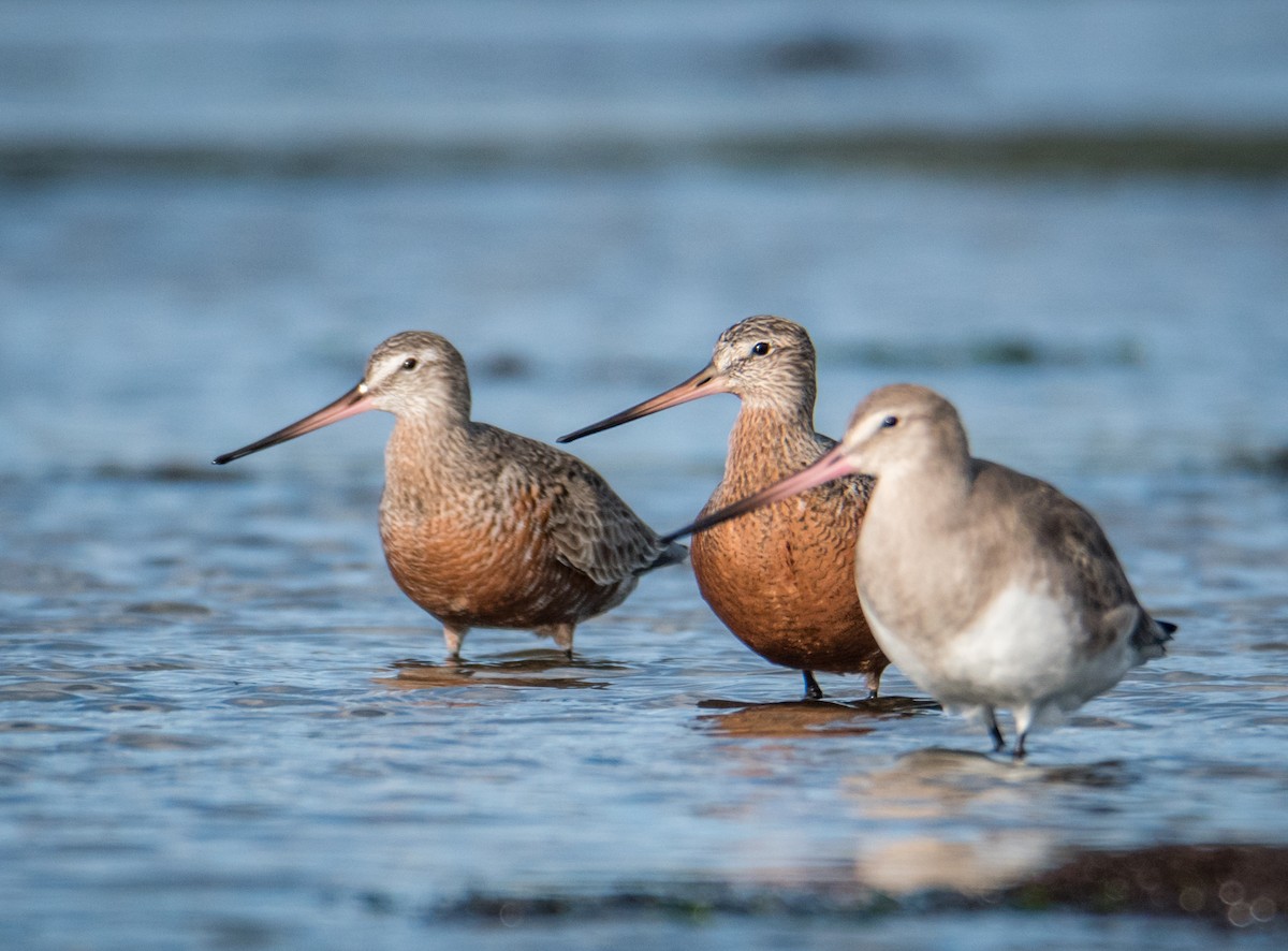 Hudsonian Godwit - DANIEL ESTEBAN STANGE FERNANDEZ