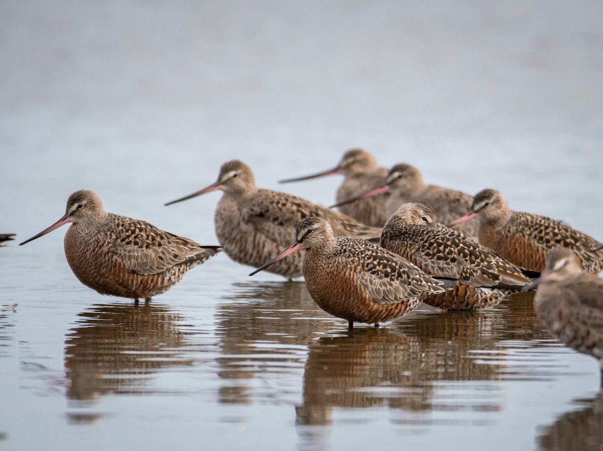 Hudsonian Godwit - DANIEL ESTEBAN STANGE FERNANDEZ