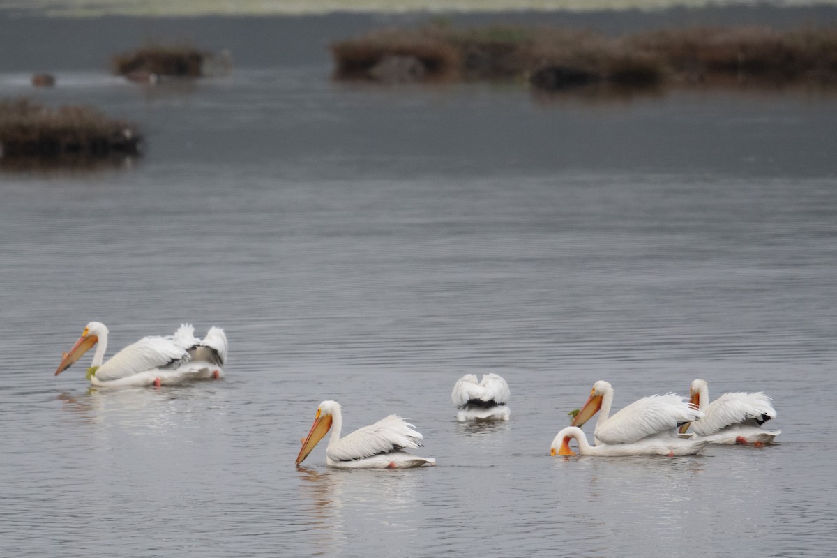 American White Pelican - ML431222131