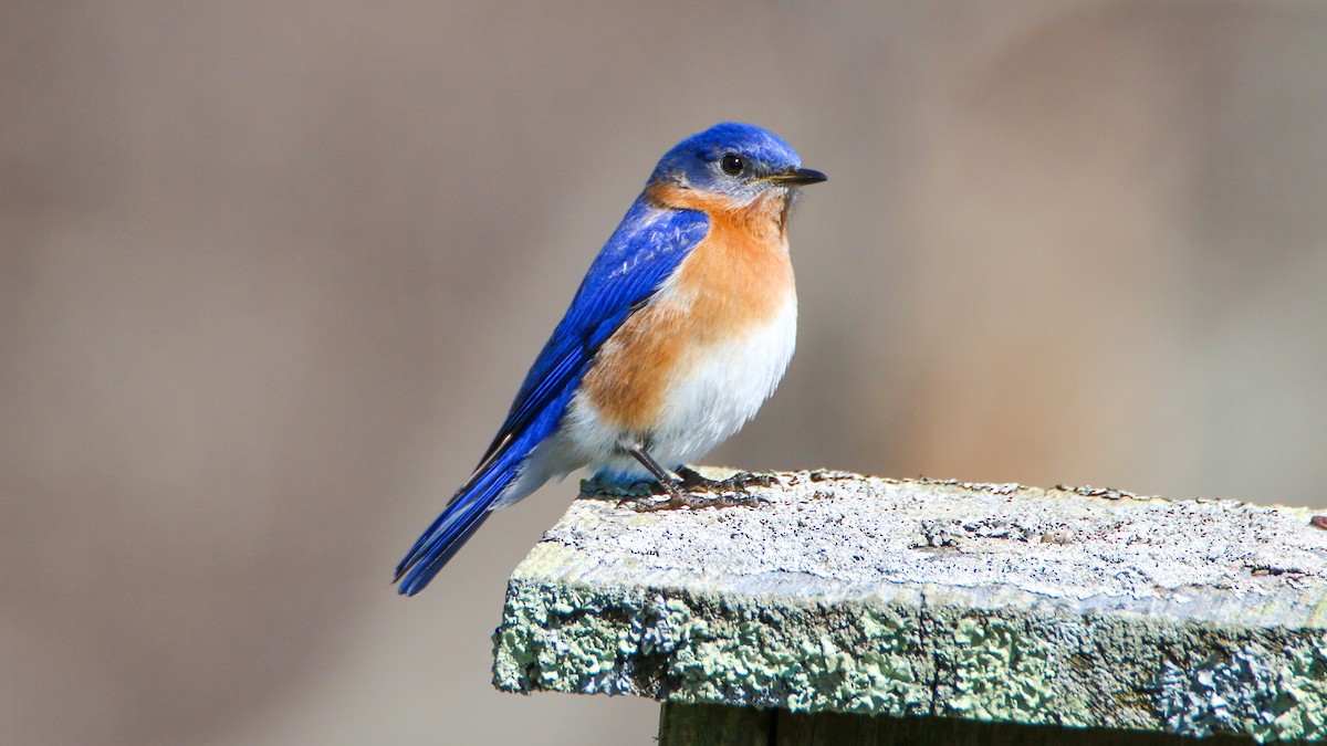 Eastern Bluebird - Jack McDonald