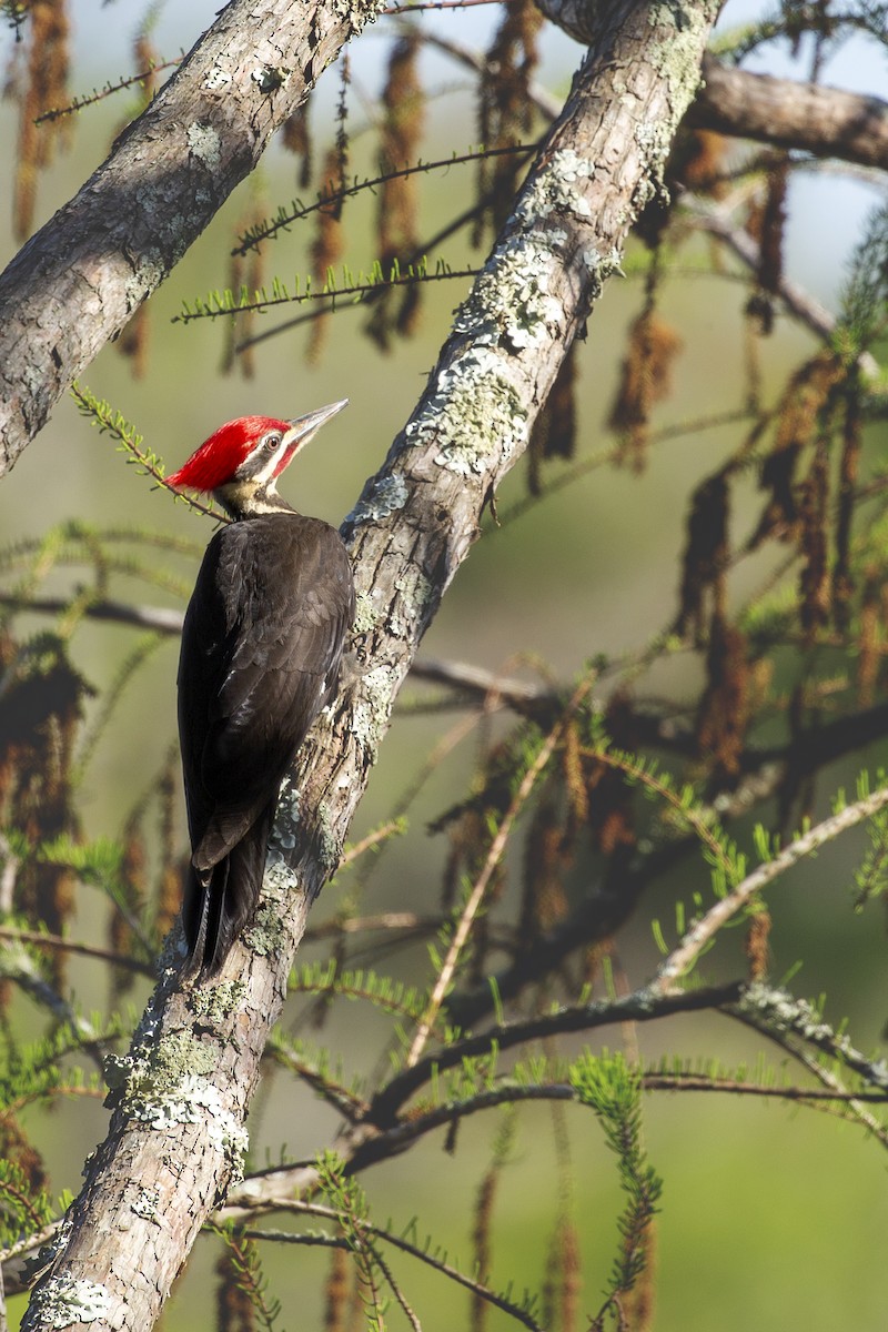 Pileated Woodpecker - ML431224191