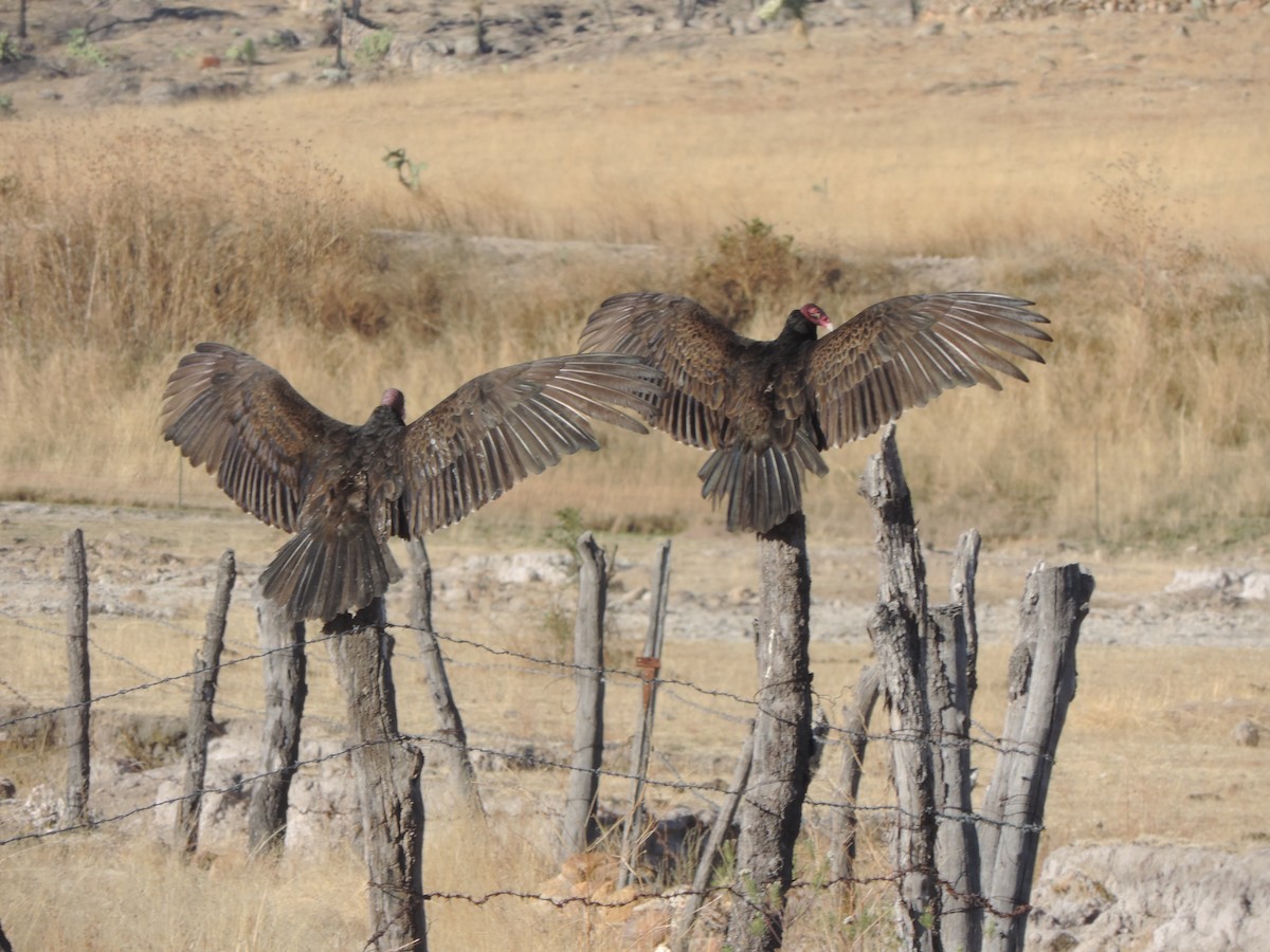 Turkey Vulture - ML431224291