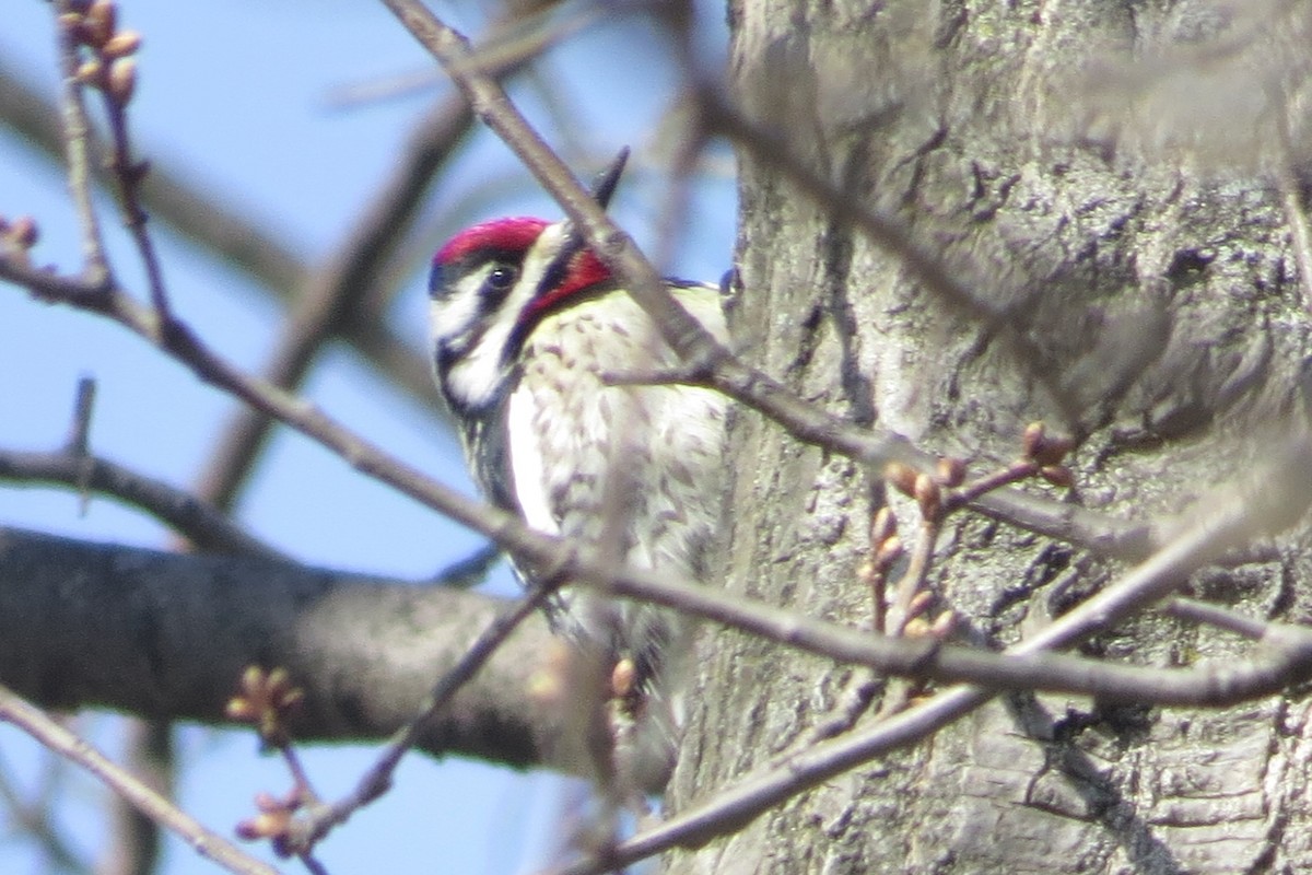 Yellow-bellied Sapsucker - ML431224461