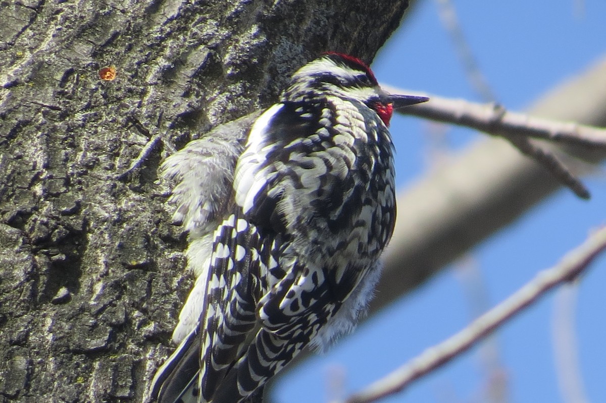 Yellow-bellied Sapsucker - ML431224481