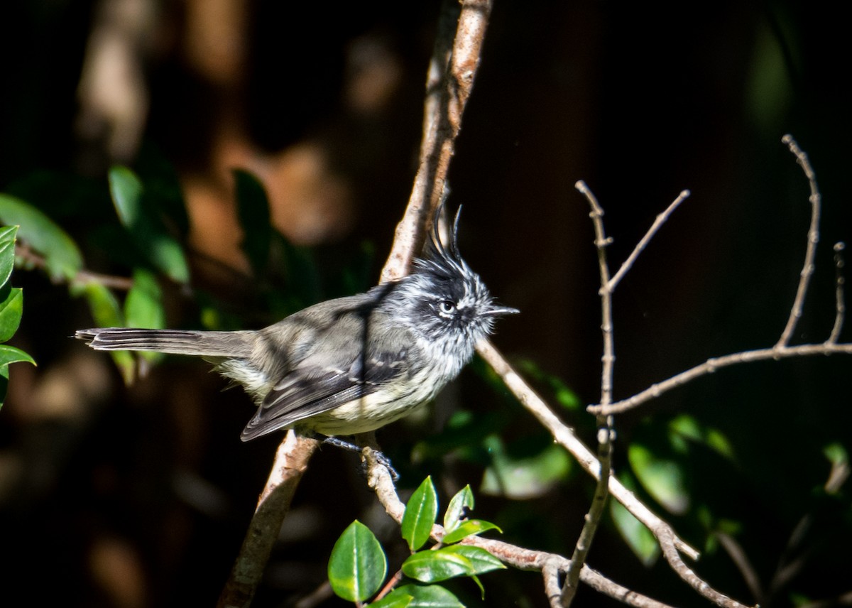 Tufted Tit-Tyrant - ML431224651