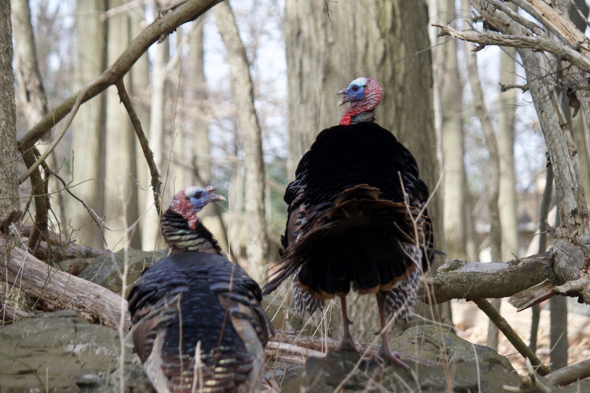 Wild Turkey - ML431226011